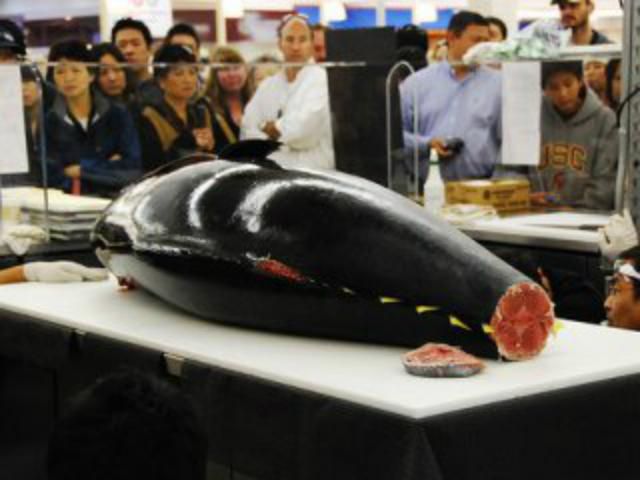 В Японии продали огромного тунца за 1,7 миллиона долларов