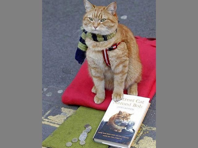Удивительный уличный кот Боб (Фото) Удивительный уличный кот Боб (Фото)
