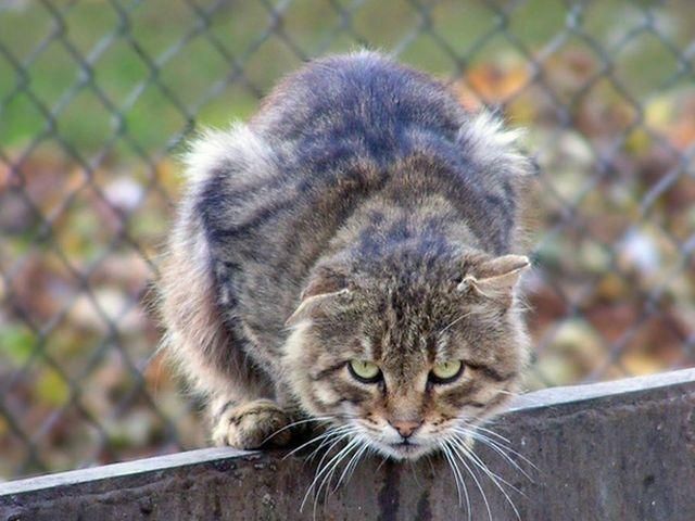 Кот-контрабандист пытался "спасти" заключенных Кот-контрабандист пытался "спасти" заключенных