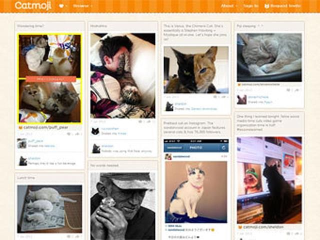 Появилась кошачья социальная сеть