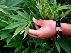 У Данії затримали судно із 250 кг марихуани