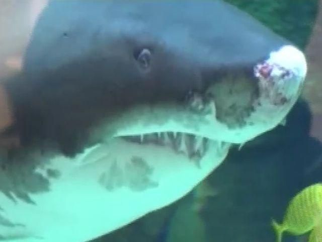 У столичному торгівельному центрі щодня страждає закривавлена акула (Відео) У столичному торгівельному центрі щодня страждає закривавлена акула (Відео)