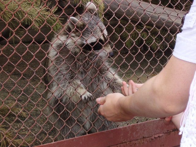 Киевский зоопарк нечем кормить животных, - УНН Киевский зоопарк нечем кормить животных, - УНН