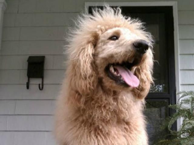 В США подстриженного пуделя перепутали со львом В США подстриженного пуделя перепутали со львом