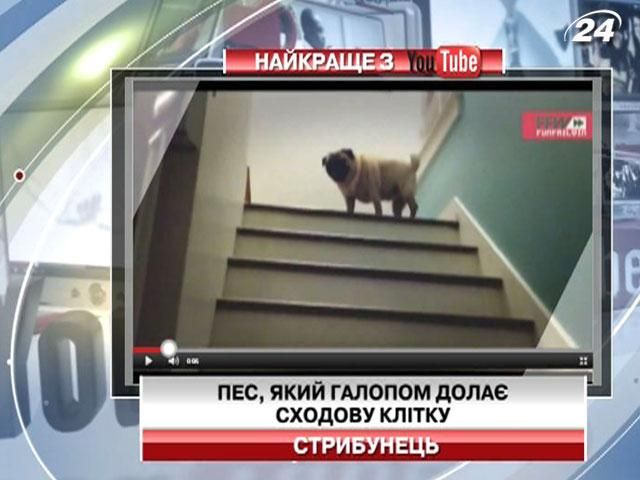Пес галопом долає сходову клітку