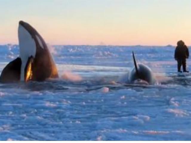 Біля берегів Канади зграя косаток потрапила у крижану пастку (Відео) Біля берегів Канади зграя косаток потрапила у крижану пастку (Відео)