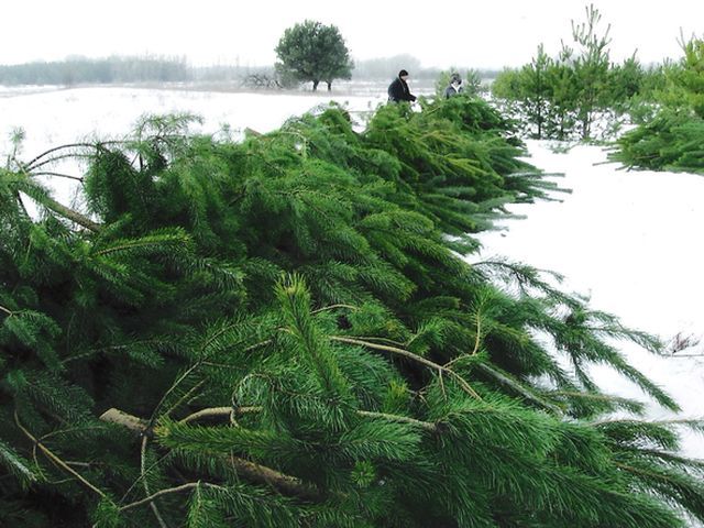 На новогодние праздники Украина потеряла миллион елок На новогодние праздники Украина потеряла миллион елок