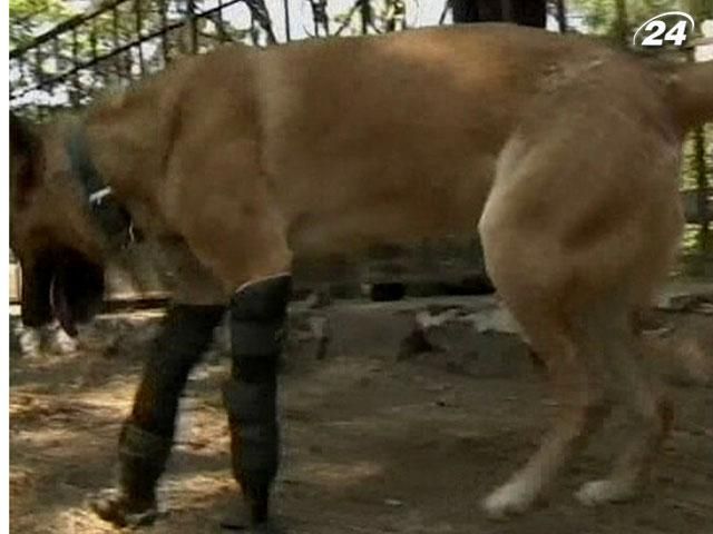 В Мексике бездомному псу сделали уникальный протез