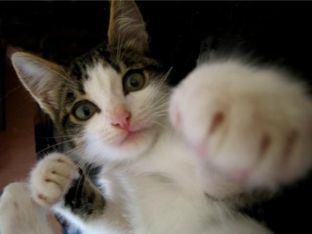 У Росії кіт викликав охорону в ломбард У Росії кіт викликав охорону в ломбард