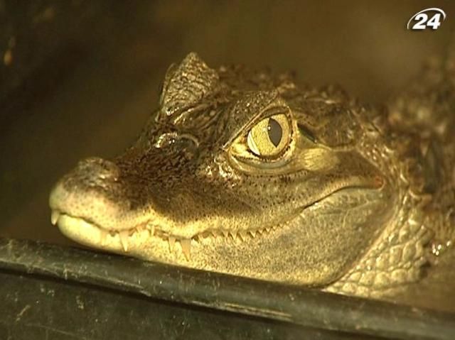 Харківські митники викрили подружжя, яке перевозило в сумці алігатора Харківські митники викрили подружжя, яке перевозило в сумці алігатора