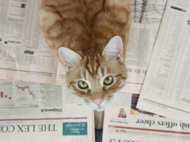 Британский кот лучше аналитиков разбирается в финансовых прогнозах