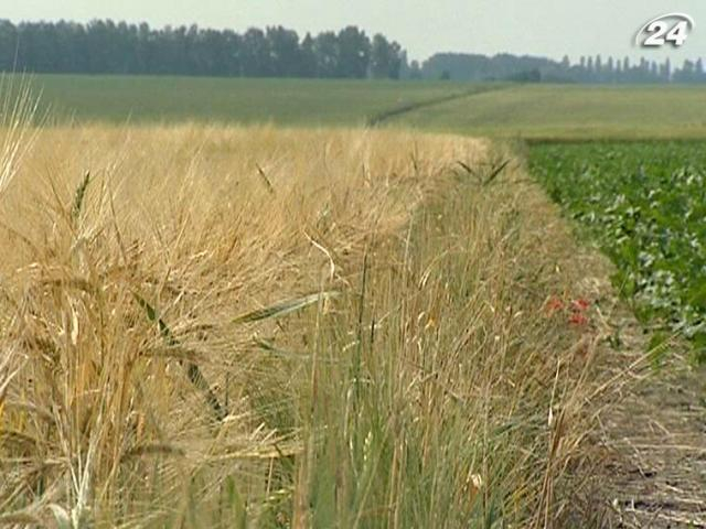 Объемы урожая в Украине снизились на 20%