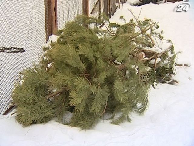 Коммунальщики превращают новогодние елки на опилки Коммунальщики превращают новогодние елки на опилки