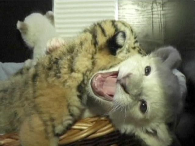 У ялтинському зоопарку народились амурські тигренята У ялтинському зоопарку народились амурські тигренята