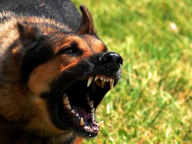 На Донеччині собака відгриз пенсіонерові голову На Донеччині собака відгриз пенсіонерові голову