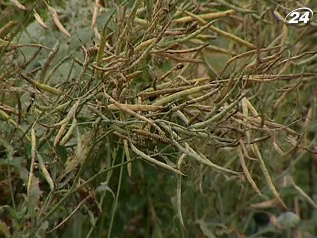 Минагропрод хочет акционировать "Аграрный фонд" Минагропрод хочет акционировать "Аграрный фонд"