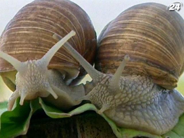 Гастгоф Германн вернул древнюю кулинарную традицию - улиток Гастгоф Германн вернул древнюю кулинарную традицию - улиток