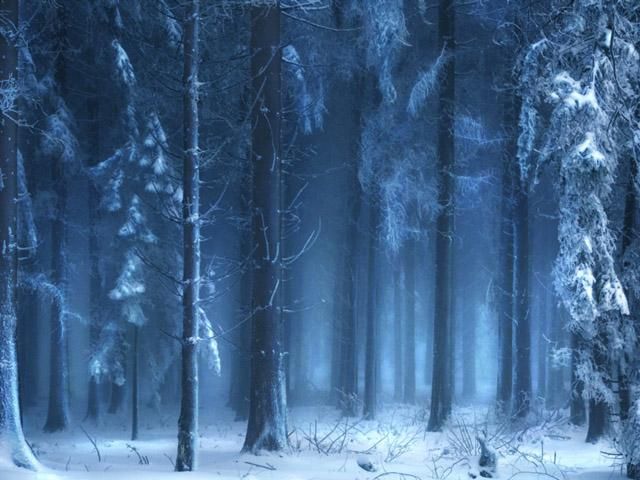 В волынском лесу чуть не замерзло двое белорусов
