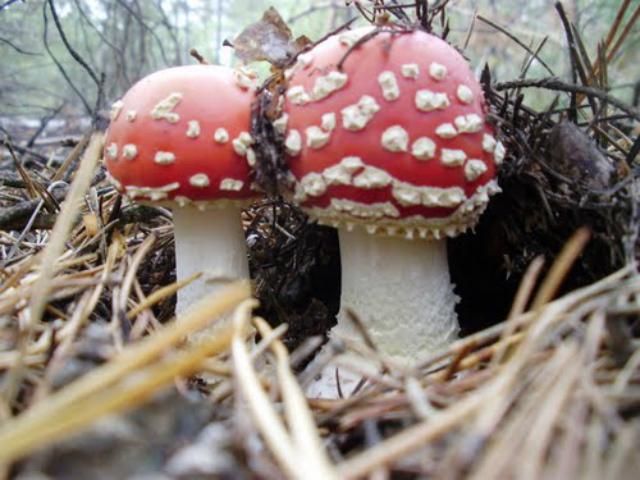 В Ивано-Франковске умерли мама с ребенком после лечения мухоморами В Ивано-Франковске умерли мама с ребенком после лечения мухоморами