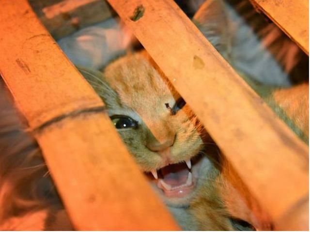 У Китаї волонтери врятували тисячу котів, які мали стати їжею (Фото)