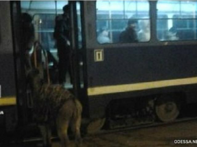 Одесит намагався проїхатися у трамваї з ослом (Фото) Одесит намагався проїхатися у трамваї з ослом (Фото)
