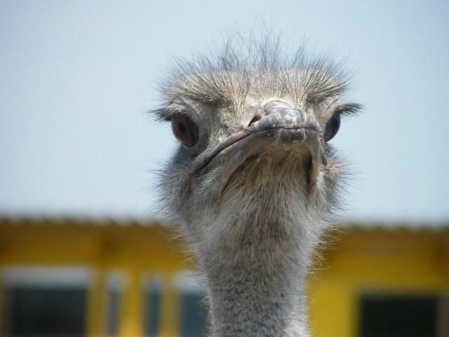 У Росії помер страус від холоду У Росії помер страус від холоду