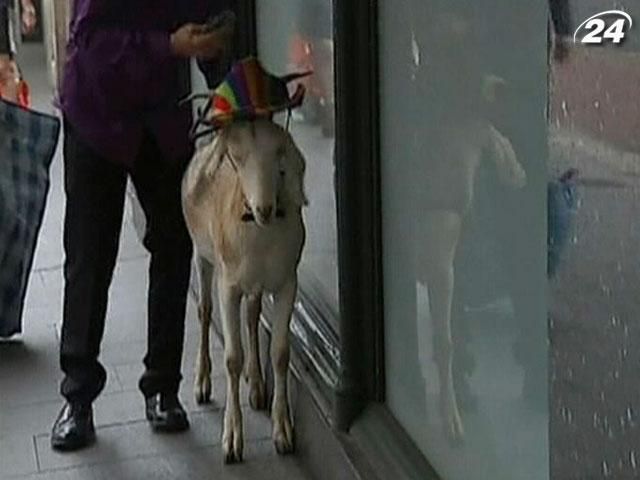 Суд оправдал козла, которого оштрафовали за поедание цветов Суд оправдал козла, которого оштрафовали за поедание цветов