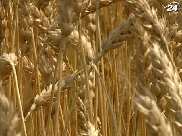 В Украине увеличили посевные площади под озимую пшеницу в степи