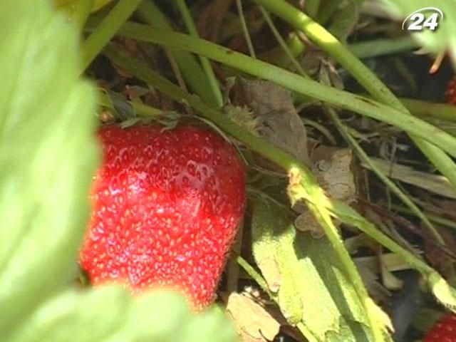 Британские фермеры хотят, чтобы на них работали украинцы Британские фермеры хотят, чтобы на них работали украинцы