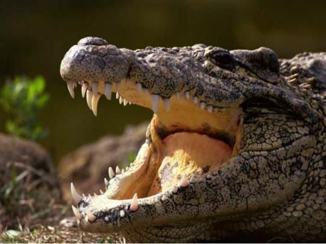 В ЮАР с фермы сбежали 15 000 крокодилов