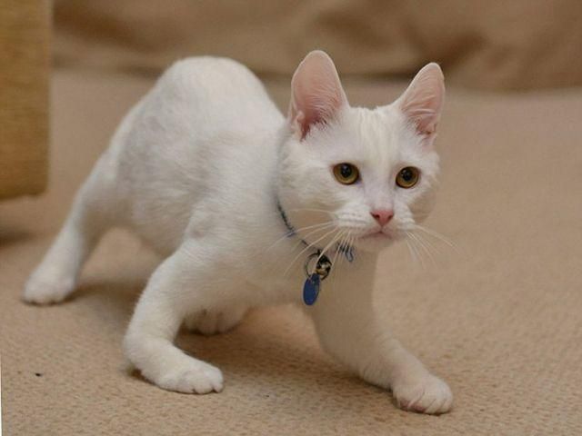 Кот-инвалид ходит на локтях (Фото) - 24 Канал Кот-инвалид ходит на локтях (Фото) - 24 Канал