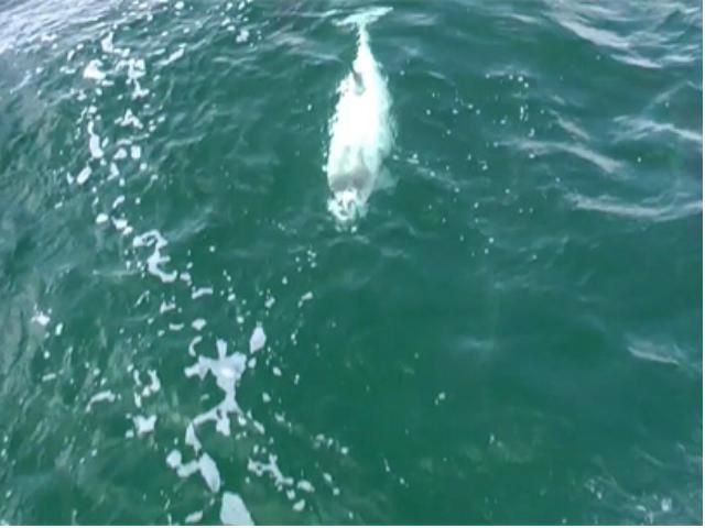 В водах Германии впервые заметили белую морскую свинью (Видео) В водах Германии впервые заметили белую морскую свинью (Видео)