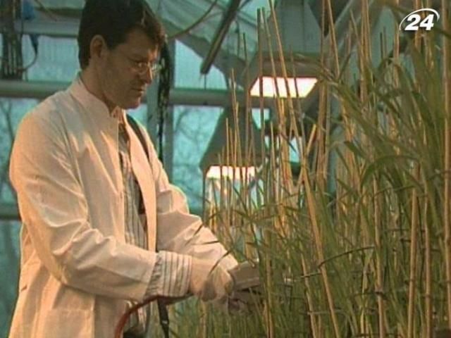 Ученые выводят новые сорта растений, устойчивые к жаре