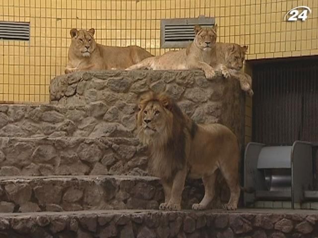 У Київському зоопарку левам виповнилось 4 роки У Київському зоопарку левам виповнилось 4 роки