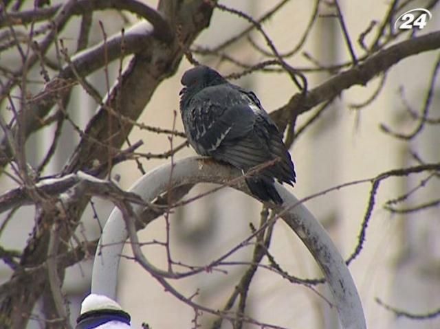 Гідрометцентр: Післязавтра в Україні суттєво потеплішає Гідрометцентр: Післязавтра в Україні суттєво потеплішає