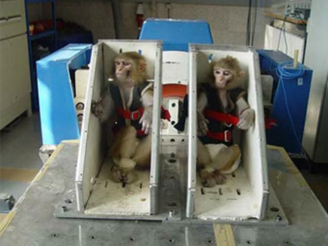 В Ірані запустили у космос мавпу, - ЗМІ В Ірані запустили у космос мавпу, - ЗМІ