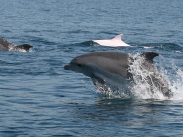 Стая дельфинов объединилась, чтобы спасти своего товарища (Видео)