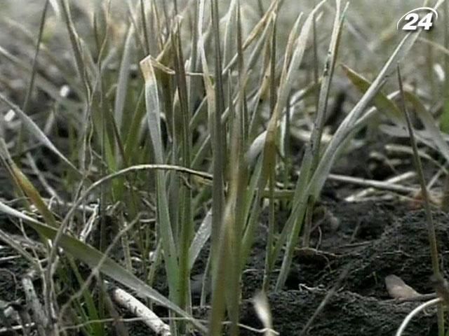 В Укргидрометцентре прогнозируют повышение урожайности зерновых