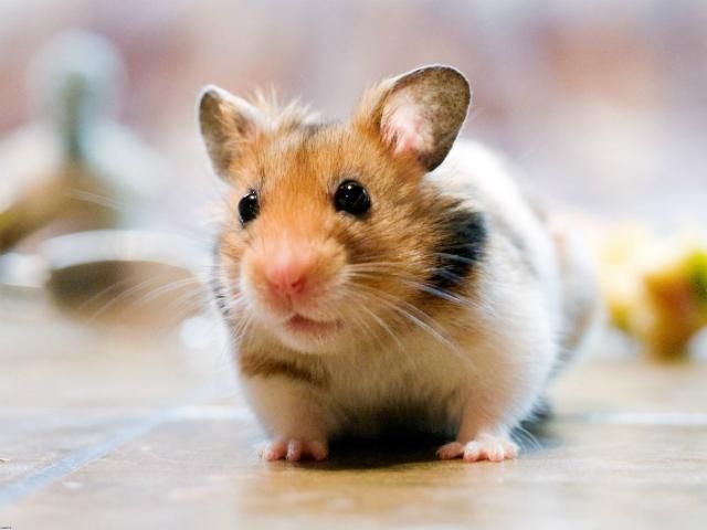 Вчені: Милі тваринки викликають у людей агресію Вчені: Милі тваринки викликають у людей агресію