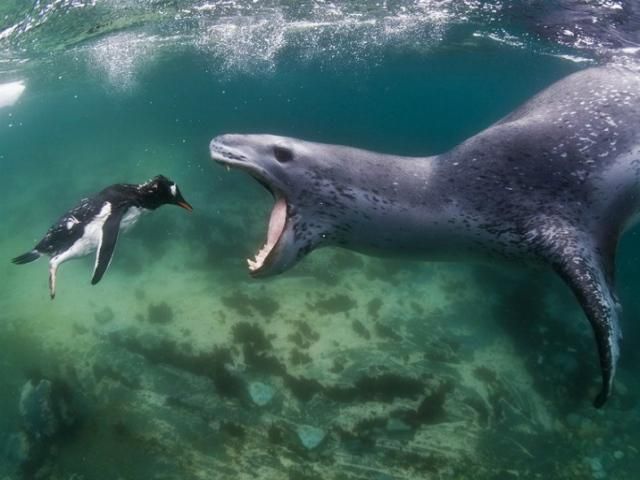 За півсекунди до смерті пінгвіна (Фото) За півсекунди до смерті пінгвіна (Фото)