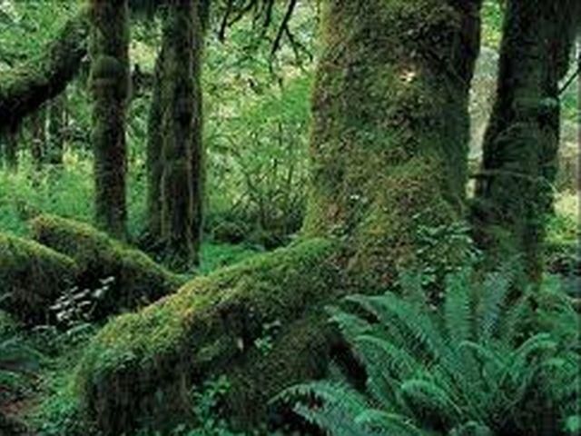 Австралієць дев'ять тижнів жив у лісі без їжі у сорокаградусну спеку Австралієць дев'ять тижнів жив у лісі без їжі у сорокаградусну спеку