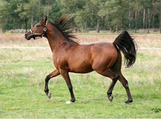 У молодого хлопця розірвалася печінка після падіння з коня У молодого хлопця розірвалася печінка після падіння з коня