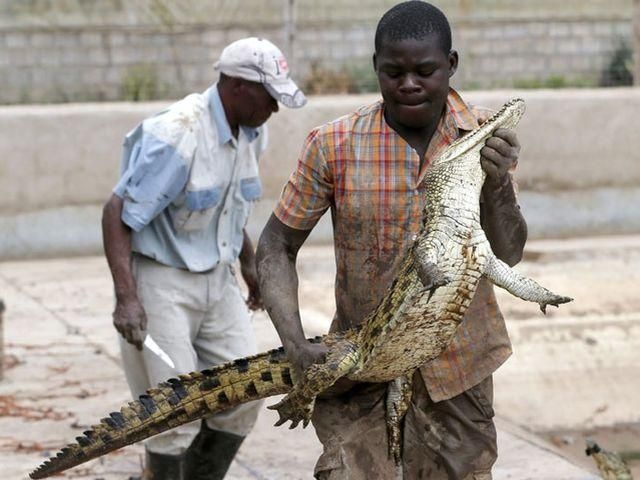 У ПАР більше 10 тисяч крокодилів тероризують місцевих мешканців (Фото)