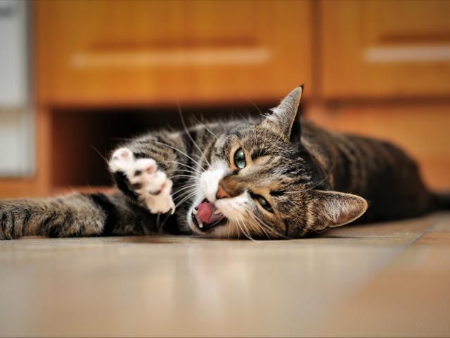 Коти щорічно вбивають мільярди тварин, - американські вчені Коти щорічно вбивають мільярди тварин, - американські вчені