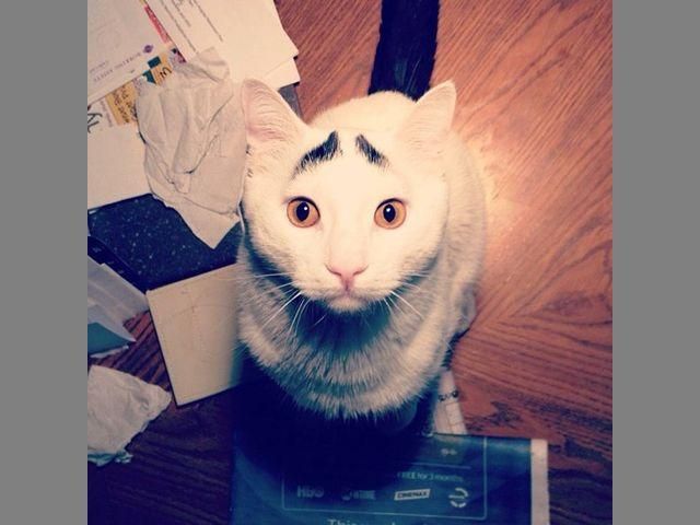 Кіт Сем з бровами став зіркою інтернету (Фото)