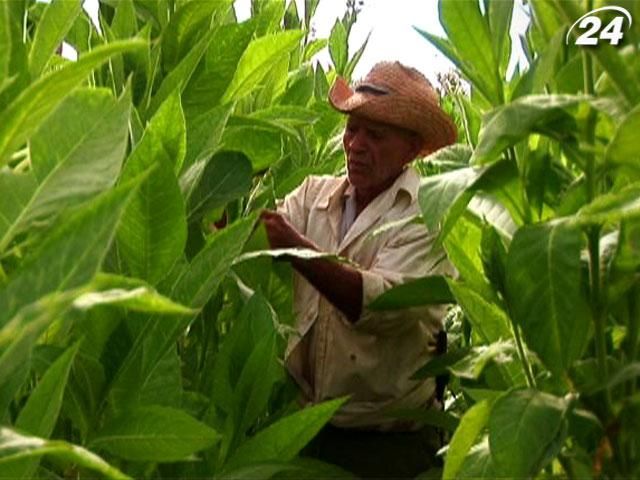 Кубинская Робайна - одна из самых табачных плантаций всего мира