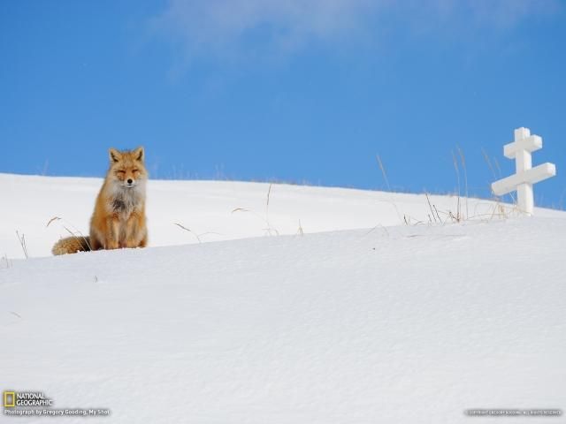 Подборка обоев на рабочий стол от National Geographic (Фото) Подборка обоев на рабочий стол от National Geographic (Фото)