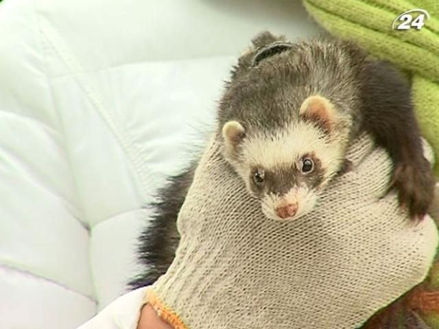 Хорек Копирайт прогнозирует, каким будет сезон в Крыму Хорек Копирайт прогнозирует, каким будет сезон в Крыму