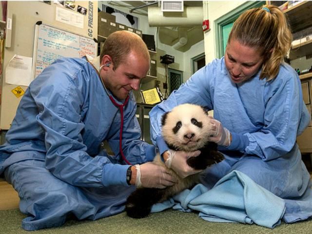 Медогляд малюка-панди (Фото) Медогляд малюка-панди (Фото)