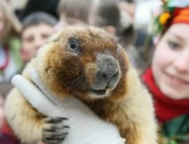 Харківський бабак Тимко пророкує прохолодну весну Харківський бабак Тимко пророкує прохолодну весну